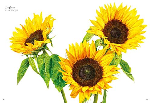 透明水彩で描く 世界でいちばん美しい細密画 アンナ メイソン 本 通販 Amazon 透明水彩で描く 世界でいちばん美しい細密画 アンナ メイソン 本 通販 Amazon