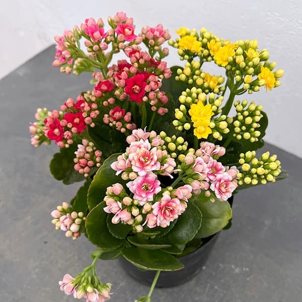 Amazon.co.jp: カランコエ：カランディーバ 花色ミックス5.5号鉢植え