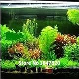 100pcs 22 tipos Java Fish Tank Fern Acuático Semillas Moss-Live Acuario Planta Bonsai semillas de planta, envío gratis