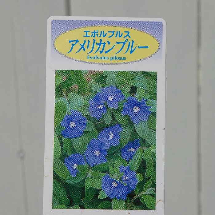 Amazon.co.jp: アメリカンブルー 苗 3.5号 夏の花壇苗 青花 花苗
