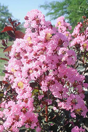 Rhapsody in Pink Crape Myrtle by DAS Farms