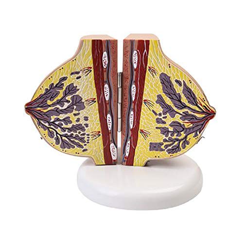 LBYLYH Modèle Anatomique du Sein - Anatomie d'organes Humains Modèle - Femme Modèle Sein - Anatomical médical Pathologique Sein Coupe transversale Anatomical Modèle – vue 2