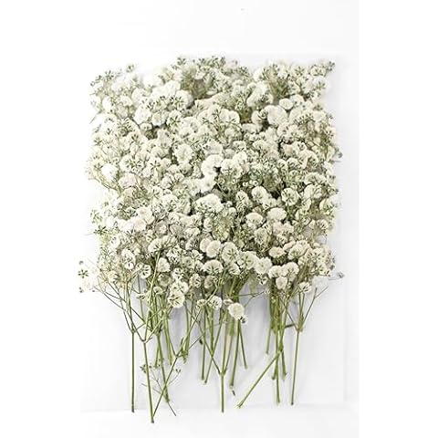 YouthBro 150PCS White Dried Pressed Babys Breath Flowers Bulk, Real Nature Ivory White Gypsophila Branches Bouquet for Resin Invitations Wedding Art Craft DIY Card Making Cover