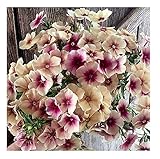 David's Garden Seeds Flower Phlox Cherry Caramel 1928 (Multi) 100 Non-GMO, Heirloom Seeds