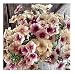 David's Garden Seeds Flower Phlox Cherry Caramel D1928 (Multi Colored) 100 Open Pollinated Seeds