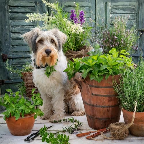 Relax Drops Hund – Natürliche Beruhigungs-Leckerlis mit Bachblüten & Kamille | Unterstützen Ruhe & Gelassenheit bei Stress, Nervosität & neuen Situationen | Hohe Akzeptanz | Made in Germany | 92 g