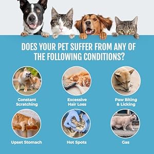 Pet-Sensitivity-and-Intolerance-Test-Pet-Dietary-Sensitivity-Intolerance-At-Home-Testing-Cats-Dogs-Horses-Animal-DNA-Fast-Easy-Lab-Results - Cucciolini Doodles   Pet-Sensitivity-and-Intolerance-Test-Pet-Dietary-Sensitivity-Intolerance-At-Home-Testing-Cats-Dogs-Horses-Animal-DNA-Fast-Easy-Lab-Results