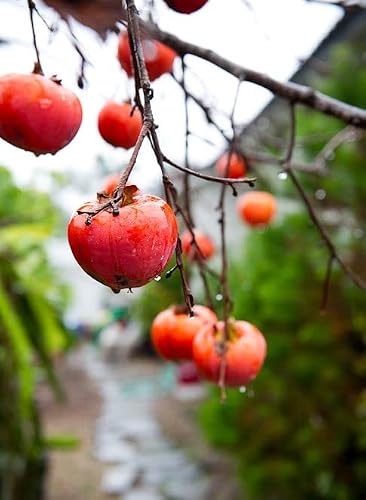American Persimmon Tree Live Plant, Well Rooted 6 To12 Inches Tall, Easy To Plant #TOP1