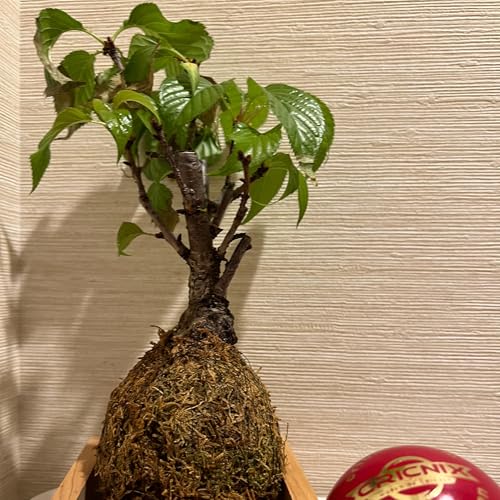 『بونسای ژاپنی و مسیرهای سفر Japanese Bonsai and Travel Routes』のカバーアート