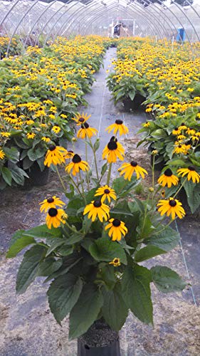 Rudbeckia fulgida 'Goldsturm' (Black Eyed Susan) Perennial, yellow flowers, 1 - Size Container Rudbeckia fulgida 'Goldsturm' (Black Eyed Susan) Perennial, yellow flowers, 1 - Size Container