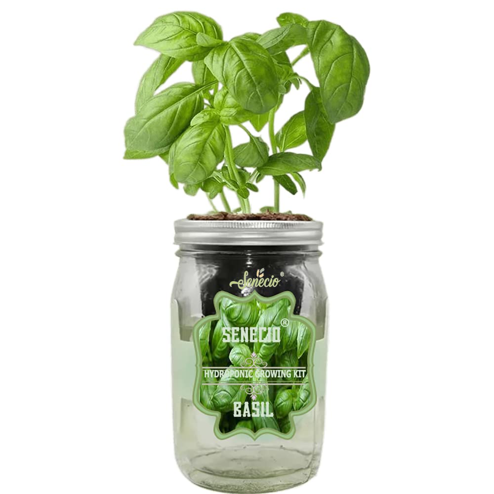 SENECIO Basil Jar Hydroponic Herb Kit with LIGHTWEIGHT EXPANDED CLAY AGGREGATE Cup & Kitchen Garden Live Plant