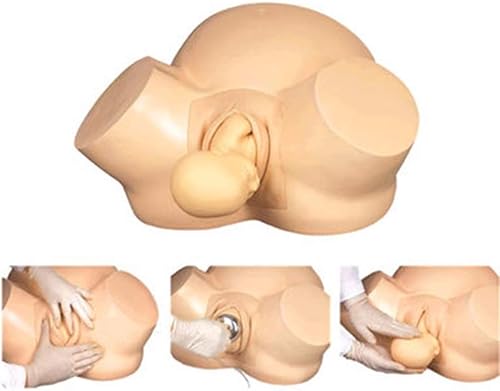Modelo de demostración del parto femenino del simulador del entrenamiento de la partera, para la enseñanza de la ginecología