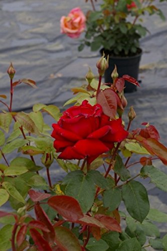 Edelrose Ingrid Bergman® - Rosa Ingrid Bergman® - Teehybride - dunkelrot - Duft+