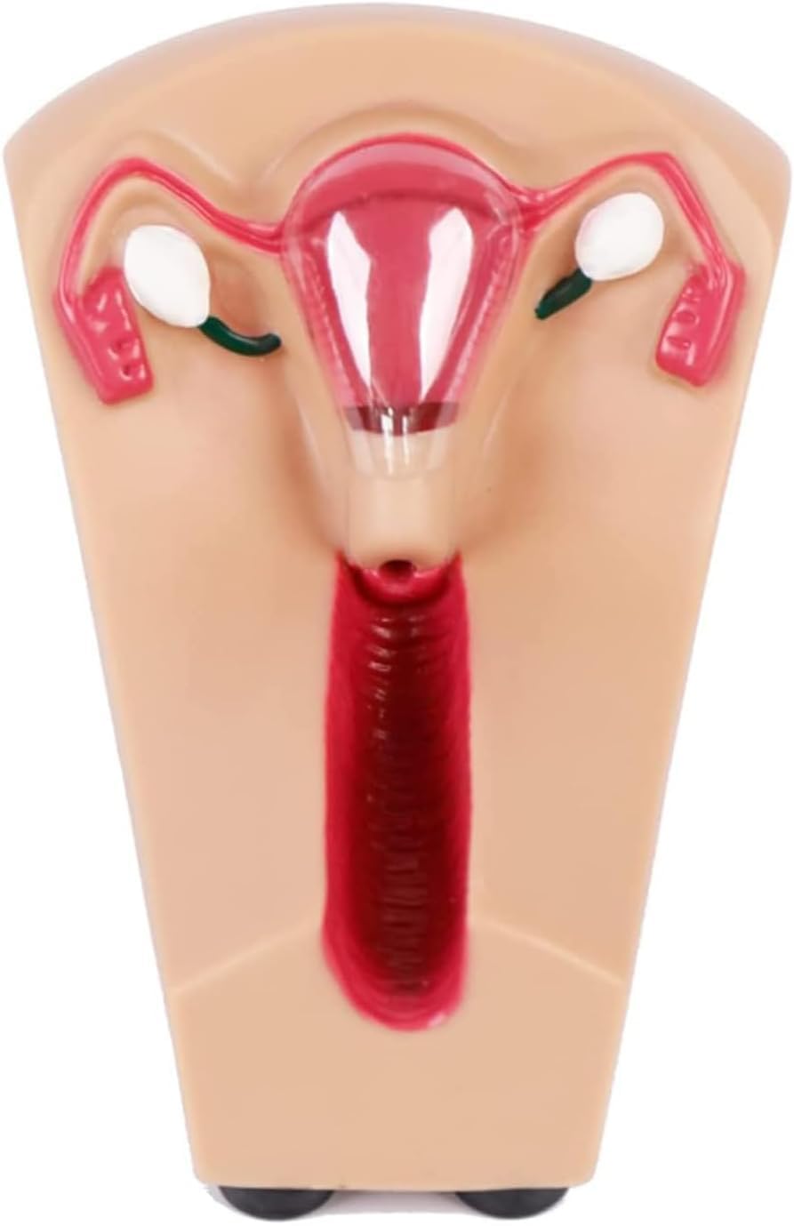 Modello di Formazione Sulla Contraccezione Intrauterina, Modello di Contraccezione E Formazione Intrauterina Femminile, Modello di Formazione IUD, per Studenti Infermieri Stampo per Guida Alla