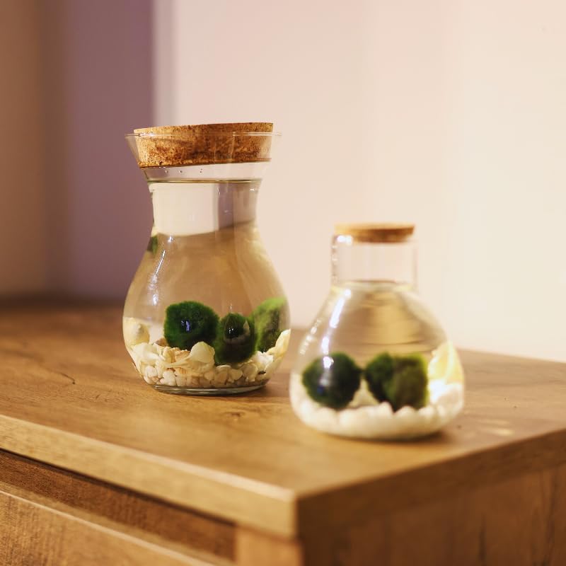 Moss Ball - 4 Bolas de Musgo | Ideal para decoración Interior | Marimo | Marimo Ball | Alga acuática | Planta Acuática | Acuários y Decoración | Medidas: 18x12 cm
