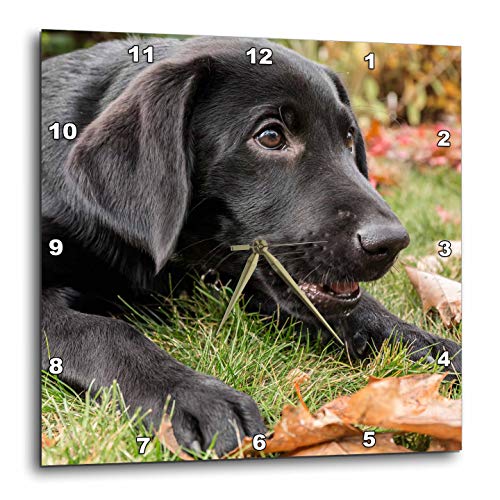 Mejores review On-line Mesas para patios exteriores favoritos de las personas. 37 3dRose - Reloj de Pared silencioso, 33 cm, Retrato de un Cachorro de Labrador Retriever Negro de Tres Meses, Animales