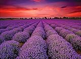 1000 Piece Puzzle for Adults Unique France Provence Lavender Field Puzzle 1000 Pieces Summer Sunset