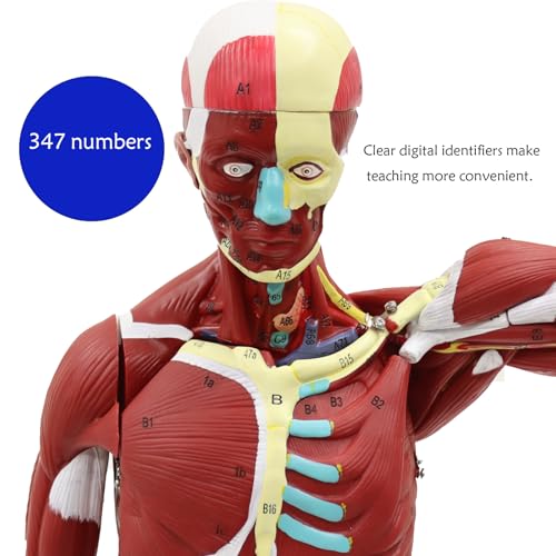 Image of Anatomical Human Muscular Figure Model with 347 Number with 27 Removable Parts Muscle Organ Model Training Manikin Model for Teaching 33.5'' Tall,1 /2 lifesize