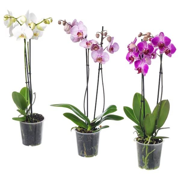 Trio de Orquídeas | DECOALIVE | Mix de Colores | Miden ± 60cm | Plantas de Interior | Flores Naturales