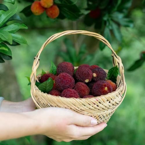 semillas de madroño - Las plantas en macetas son resistentes macetas semillas de bonsai Planta de balcón perennes resistentes plantas de balcón plantas frutales resistentes jardín 90pcs