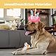 PangWuu 2 Hundegeburtstag Spielzeug Set, Hundespielzeug Kleine Hunde, Hundekuchen Geburtstag, Welpenspielzeug, Spielzeug Hund, Hunde Geburtstag Deko, 1 Knochen und 2 Kuchen Spielzeu