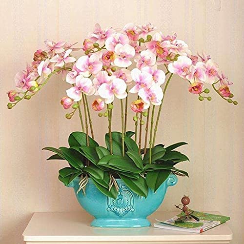 Rode Phalaenopsis Zaden, 100 Stks/zak Phalaenopsis Zaden Orchidee Bloem Bonsai Planten Multi-Color Bloei Indoor Outdoor… - Afbeelding 6