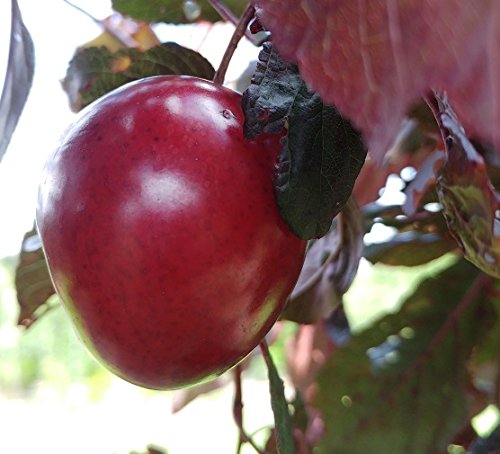 Rote Pflaume `Trailblazer´, Buschbaum, 120-150cm im Topf