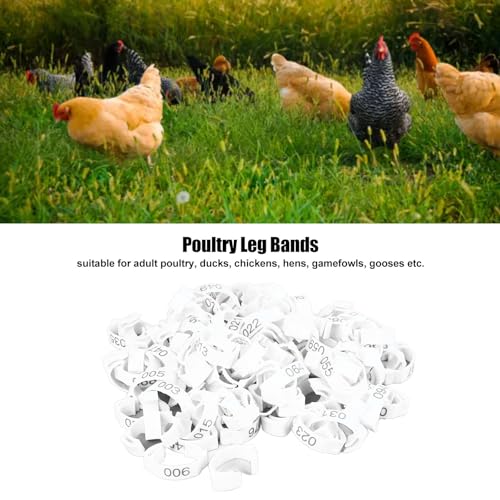 Faixas de Perna de Aves, 100 Unidades Com Clipe Em Anéis de Perna de Frango para Reprodução (100 uni