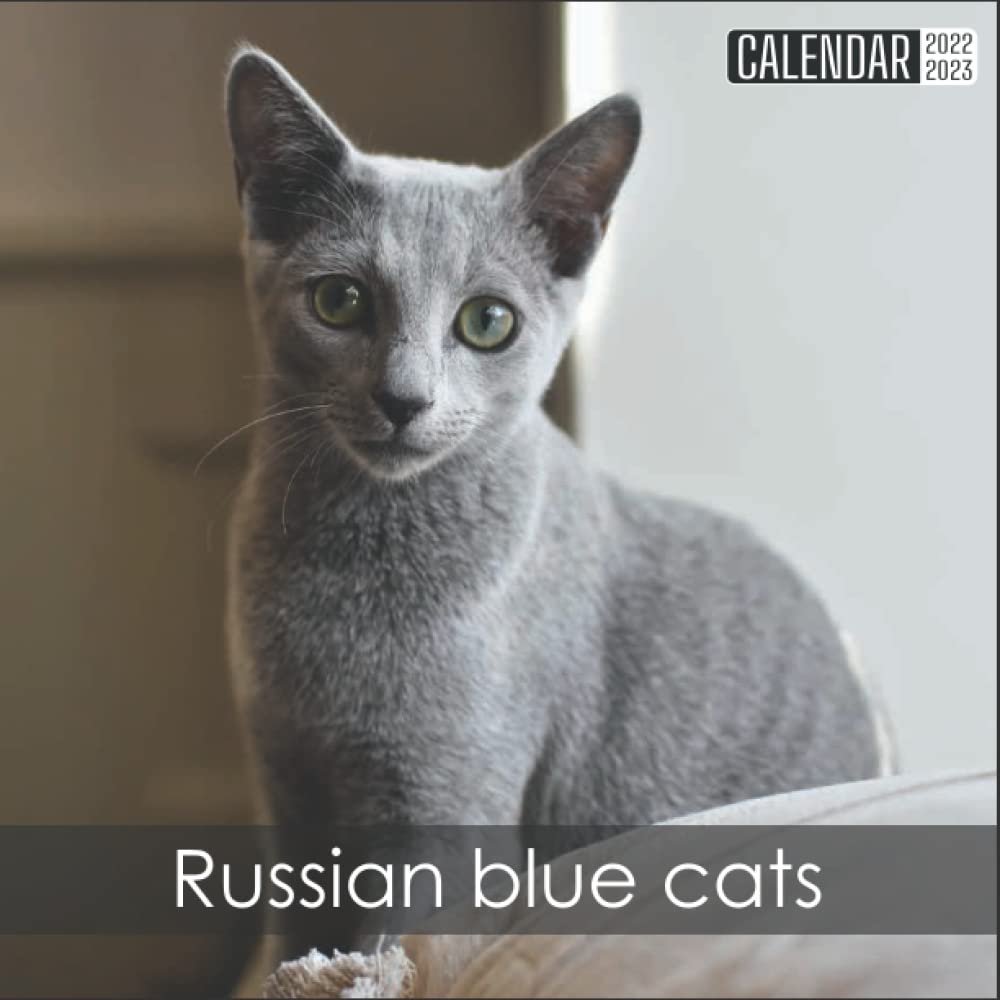Buy Russian Blue Cats 2022 2023 Official Cats 2022, 18 Month Photo of