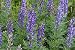 50 Seeds Monkshood Seeds (Aconitum Napellus)world's Most Poisonous Plant , Deadly Beauty !