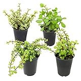1QT Portulacaria Afra 4PK, Live Succulents Plants Live Indoor Plants Bonsai Tree Live, Jade Plants Live Indoor Potted House Plants Indoors Live Plants Indoor Plants Live Houseplants by Plants for Pets