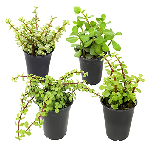 1QT Portulacaria Afra 4PK, Live Succulents Plants Live Indoor Plants