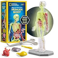 Blue Marble National Geographic Human Body Model for Kids - GID Interactive Anatomy Model with Bones, Organs, Muscles, Stand, Forceps & ID Chart, Anatomy and Physiology Study Tools