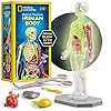 NATIONAL GEOGRAPHIC Human Body Model for Kids That Glows in The Dark – 32-Piece Interactive Anatomy Model with Bones, Organs, Muscles, Stand, Forceps & ID Chart, Anatomy and Physiology Study Tools