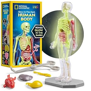 NATIONAL GEOGRAPHIC Human Body Model for Kids That Glows in The Dark – 32-Piece Interactive Anatomy Model with Bones, Organs, Muscles, Stand, Forceps & ID Chart, Anatomy and Physiology Study Tools