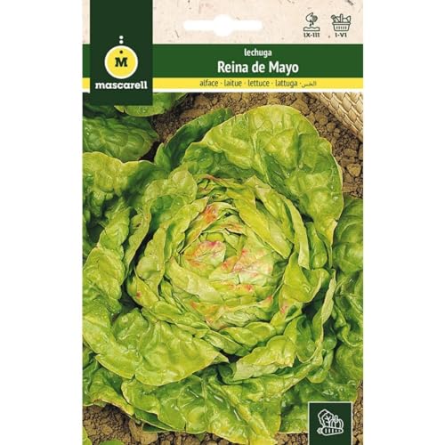 Mascarell Semillas, LECHUGA, Semillas Huerto, LECHUGA REPOLLO REINA DE MAYO, Crea tu Propio Huerto Urbano y Cultivo en Casa, Plantas Hortícolas, 6 Gramos