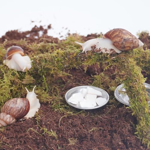 Begeterday Snail Terrarium Accessory Kit 7PCS Includes Moisture-Retaining Substrate Climbing Toy Cuttlebone Granules Water and Food Plate Spray Bottle