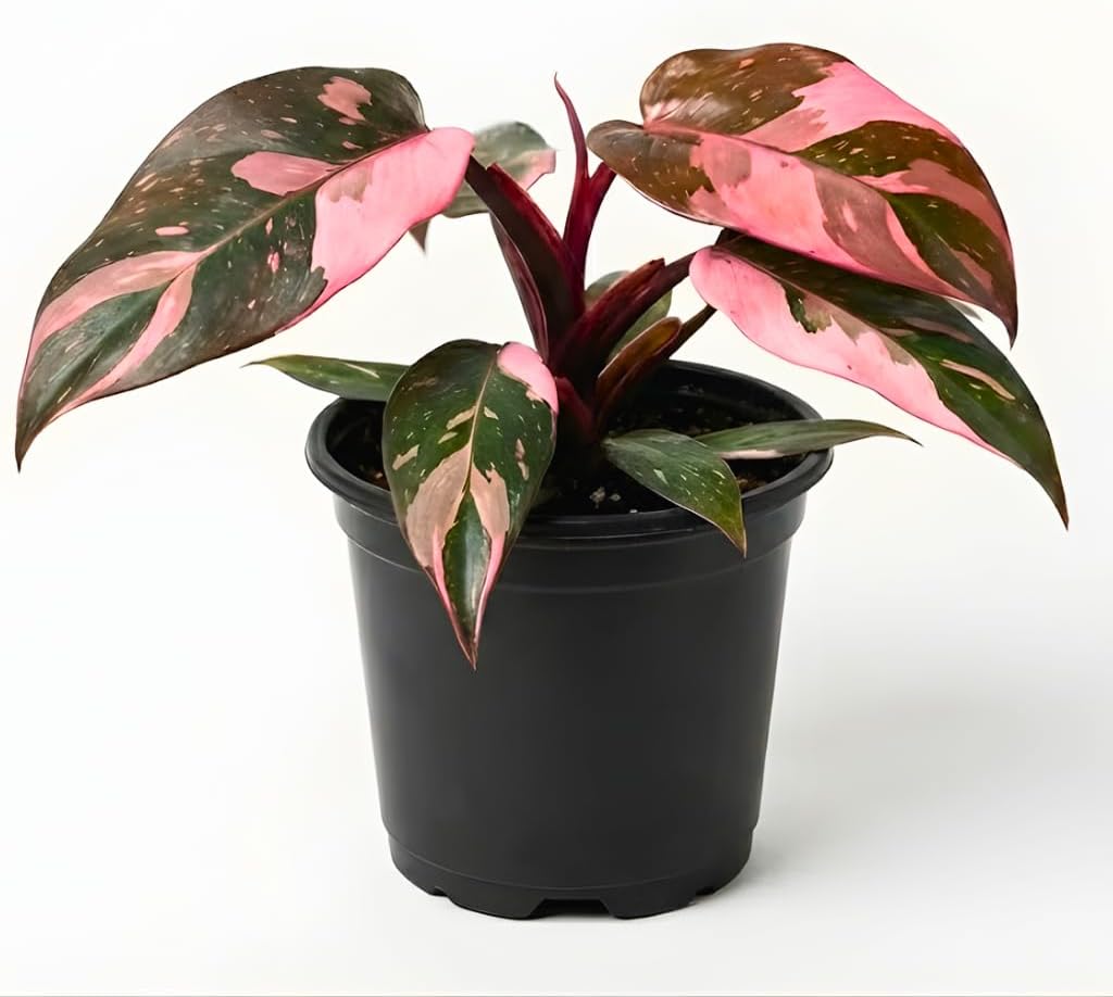 Philodendron Pink Princess Plants | Pink Princess Plant Live Houseplant in 4” Inch Pot | Easy-Care Indoor Plant for Shelves, Desks & Modern Spaces