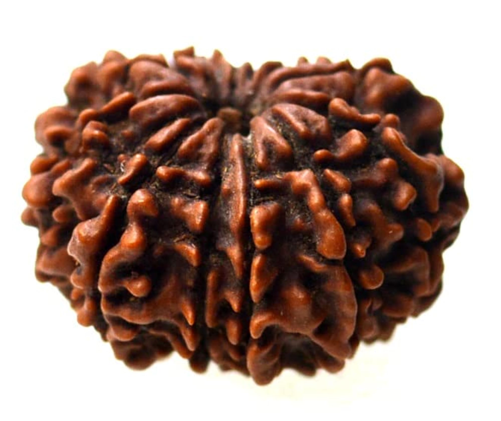 Natural 10 Mukhi Rudraksha Bead, Certified Spiritual Gift