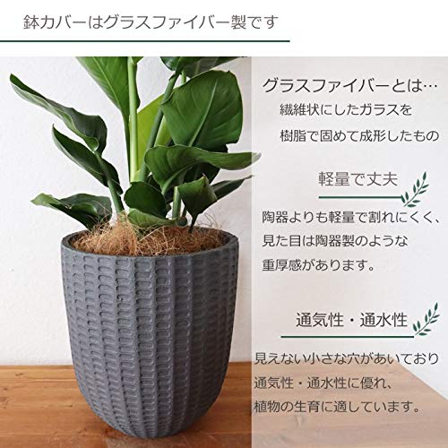 ストレリチア オーガスタ ファイバー鉢 お皿付き ストレリチア・オーガスタ（陶器鉢、ラウンドタイプ白色）L
