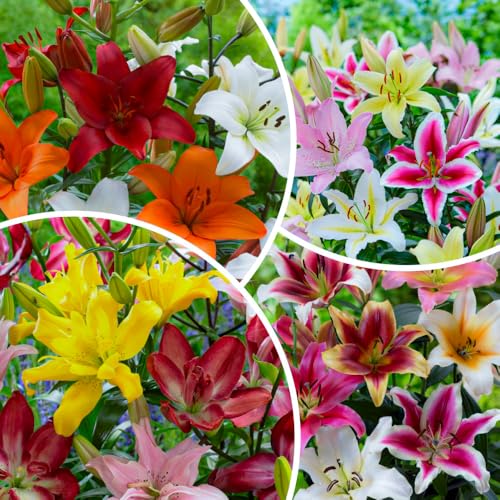 FLORIUM - 50 bulbes de lis Mega Collection. Mélange exclusif de lis vivaces rustiques de Hollande pour jardin (gros bulbes, pas de graines)