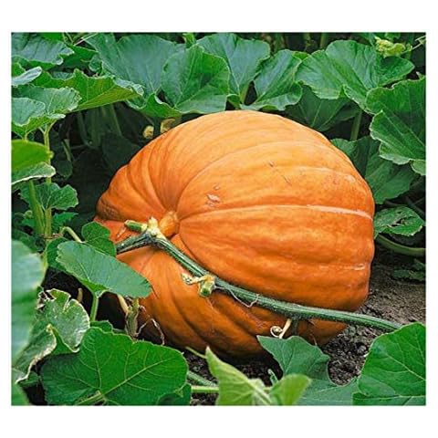 Premier Seeds Direct Dills Atlantic Giant Pumpkin Seeds Cover