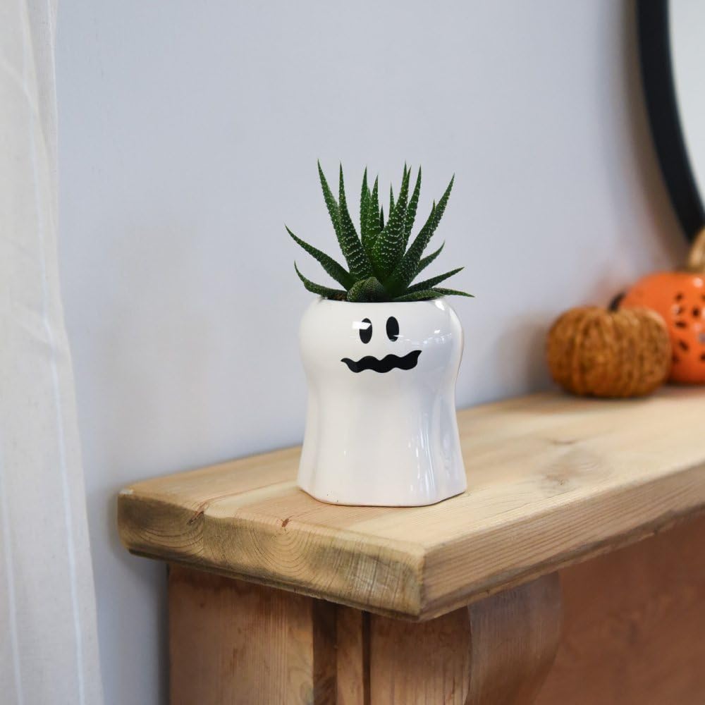 Halloween Succulent in Boo Pot - Tender Perennial - Houseplant - Easy to Care for - Ideal Halloween Display - 1 X 6cm Potted Plant in Decorative Pot by Thompson and Morgan