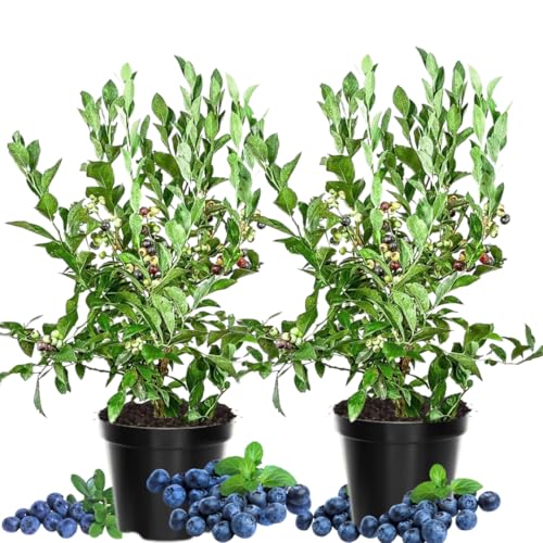 2 Blueberry Plants Live Blueberry Live Plant 4-6 Tall 1 Year Old Blueberry Bush Live Plant Fruit Tree Live Blueberry Plant for Outdoor Planting Ready to Grow (Biloxi Blueberry)