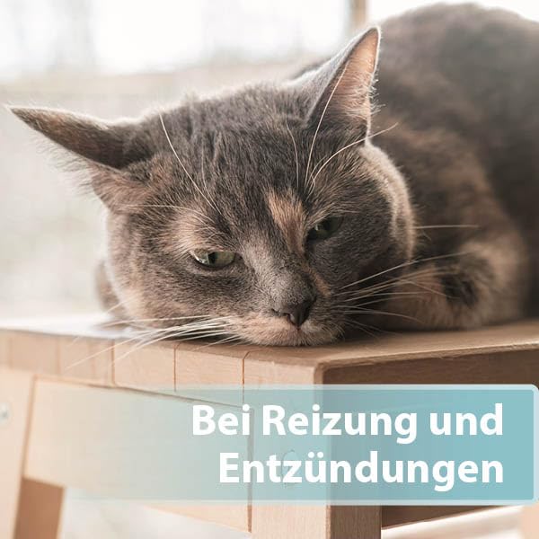 ARDAP Floh- und Zeckenschutz Paket inkl. Dr. Fressnapf Online-Tierarzt Beratung für Katzen (S) - Zeckenmittel für Katzen, Flohmittel Katzen, Zeckenschutz Katze