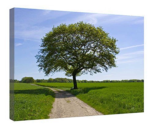 Lienzo decorativo para pared enmarcado con diseño de campo y marco de madera de 16 x 20