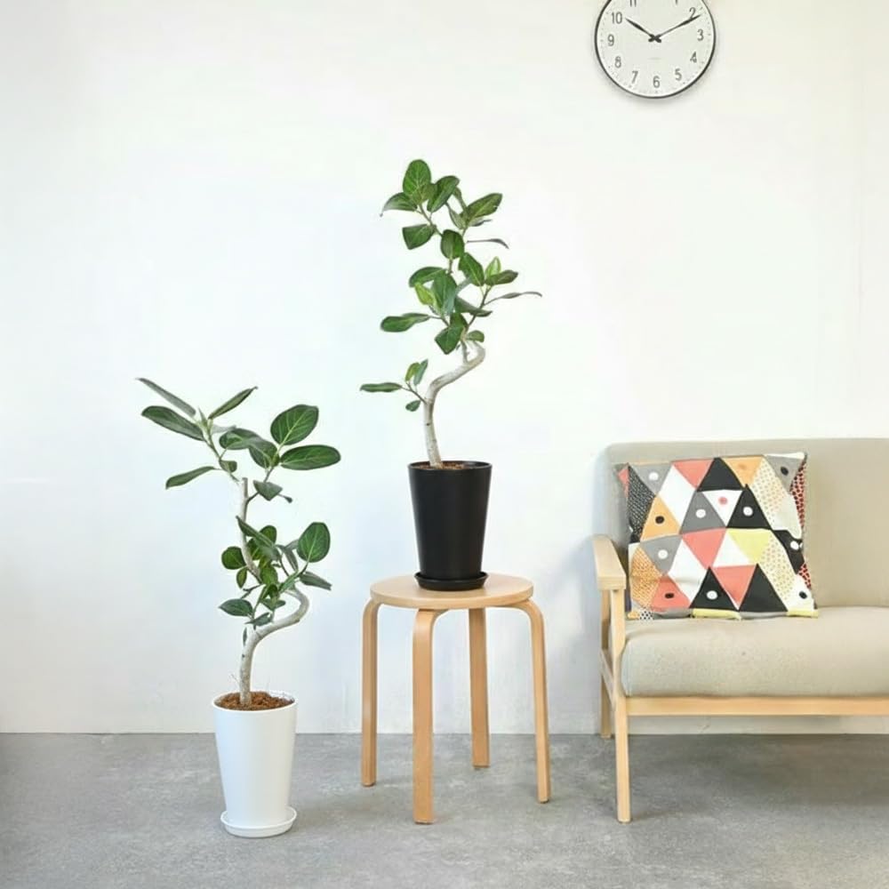 Amazon｜観葉植物 本物 ベンガルボダイジュ（フィカス・ベンガレンシス