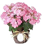 あじさい油絵母の日ギフト 母の日に贈るあじさいのフラワーギフト | 花工房エーデルワイス