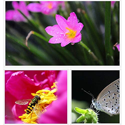 ItYukiko 3-in-1 Multifunctional Phone Lens Kit