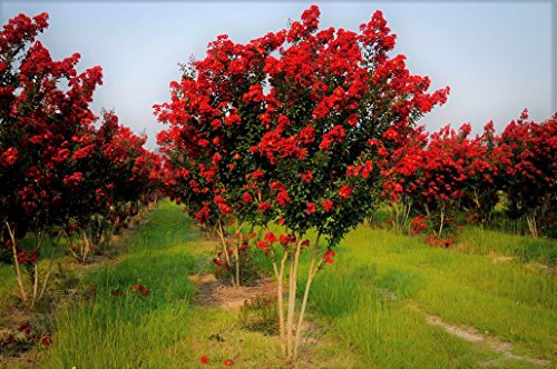 Red Rocket Crape Myrtle Tree - Live Plant - (1 QT) - True Red Blooms